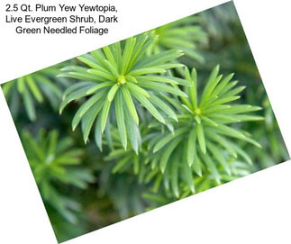2.5 Qt. Plum Yew Yewtopia, Live Evergreen Shrub, Dark Green Needled Foliage
