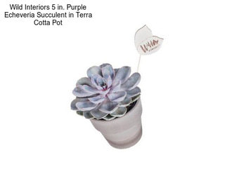 Wild Interiors 5 in. Purple Echeveria Succulent in Terra Cotta Pot