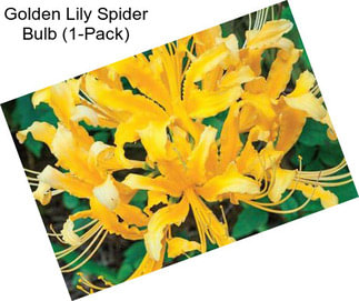 Golden Lily Spider Bulb (1-Pack)