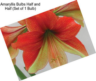 Amaryllis Bulbs Half and Half (Set of 1 Bulb)