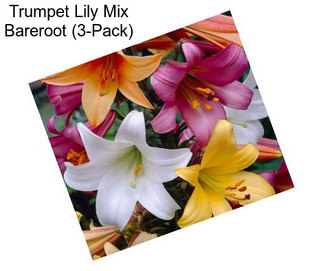 Trumpet Lily Mix Bareroot (3-Pack)