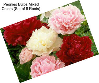 Peonies Bulbs Mixed Colors (Set of 6 Roots)