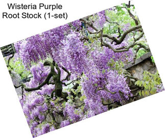 Wisteria Purple Root Stock (1-set)