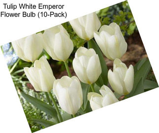 Tulip White Emperor Flower Bulb (10-Pack)