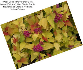 3 Gal. Double Play Candy Corn Spirea (Spiraea), Live Shrub, Purple Flowers and Orange, Red and Yellow Foliage