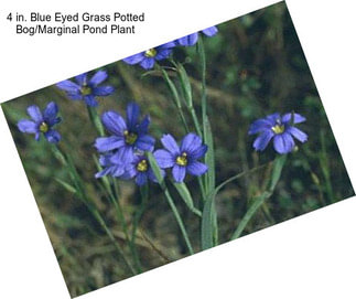 4 in. Blue Eyed Grass Potted Bog/Marginal Pond Plant