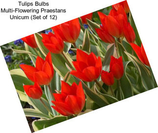 Tulips Bulbs Multi-Flowering Praestans Unicum (Set of 12)