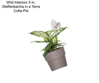 Wild Interiors 5 in. Dieffenbachia in a Terra Cotta Pot