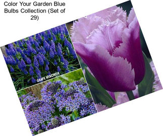 Color Your Garden Blue Bulbs Collection (Set of 29)