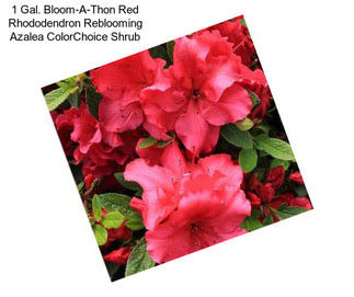 1 Gal. Bloom-A-Thon Red Rhododendron Reblooming Azalea ColorChoice Shrub