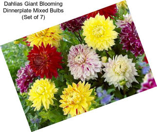 Dahlias Giant Blooming Dinnerplate Mixed Bulbs (Set of 7)