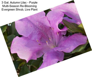 3 Gal. Autumn Lilac - Purple Multi-Season Re-Blooming Evergreen Shrub, Live Plant