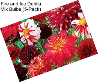 Fire and Ice Dahlia Mix Bulbs (5-Pack)