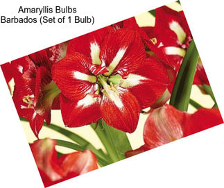 Amaryllis Bulbs Barbados (Set of 1 Bulb)