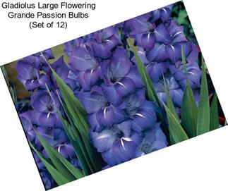 Gladiolus Large Flowering Grande Passion Bulbs (Set of 12)