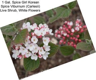 1 Gal. Spice Girl Korean Spice Viburnum (Carlesii) Live Shrub, White Flowers