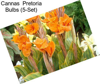 Cannas  Pretoria Bulbs (5-Set)