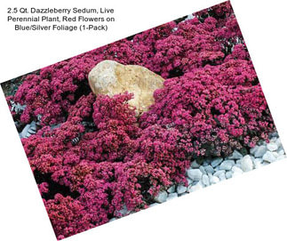 2.5 Qt. Dazzleberry Sedum, Live Perennial Plant, Red Flowers on Blue/Silver Foliage (1-Pack)