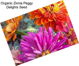 Organic Zinnia Peggy Delights Seed