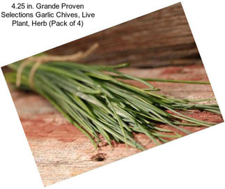 4.25 in. Grande Proven Selections Garlic Chives, Live Plant, Herb (Pack of 4)