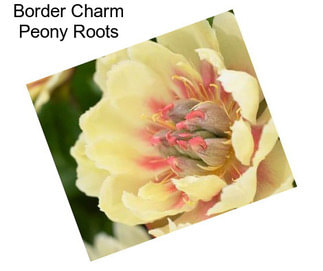 Border Charm Peony Roots