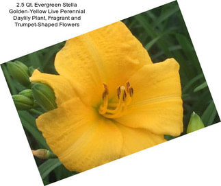 2.5 Qt. Evergreen Stella Golden-Yellow Live Perennial Daylily Plant, Fragrant and Trumpet-Shaped Flowers