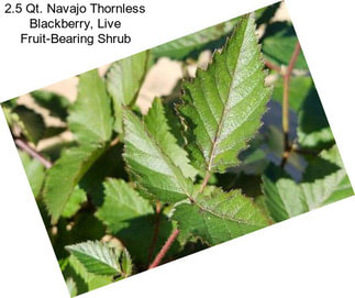 2.5 Qt. Navajo Thornless Blackberry, Live Fruit-Bearing Shrub