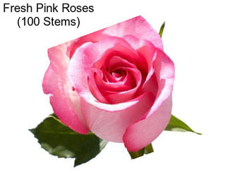 Fresh Pink Roses (100 Stems)