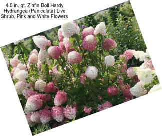4.5 in. qt. Zinfin Doll Hardy Hydrangea (Paniculata) Live Shrub, Pink and White Flowers
