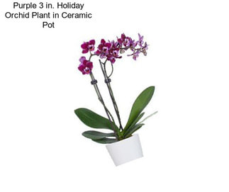 Purple 3 in. Holiday Orchid Plant in Ceramic Pot