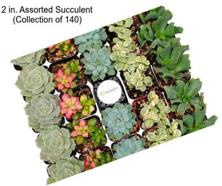 2 in. Assorted Succulent (Collection of 140)
