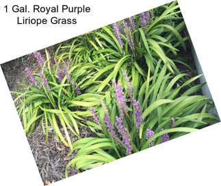 1 Gal. Royal Purple Liriope Grass