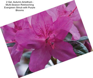 2 Gal. Autumn Amethyst - Multi-Season Reblooming Evergreen Shrub with Purple Blooms