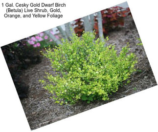 1 Gal. Cesky Gold Dwarf Birch (Betula) Live Shrub, Gold, Orange, and Yellow Foliage