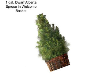 1 gal. Dwarf Alberta Spruce in Welcome Basket