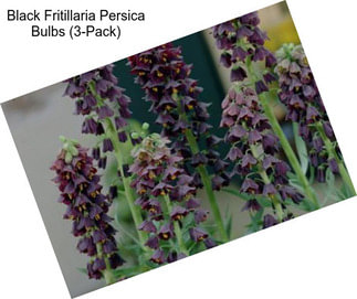 Black Fritillaria Persica Bulbs (3-Pack)