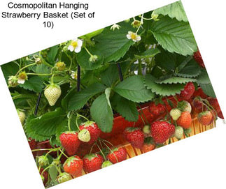 Cosmopolitan Hanging Strawberry Basket (Set of 10)