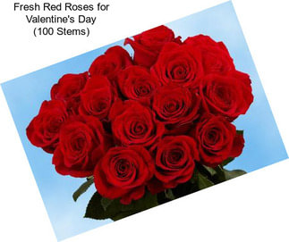 Fresh Red Roses for Valentine\'s Day (100 Stems)