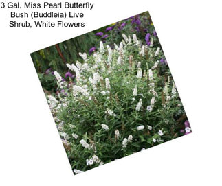 3 Gal. Miss Pearl Butterfly Bush (Buddleia) Live Shrub, White Flowers