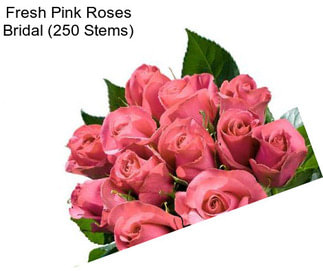 Fresh Pink Roses Bridal (250 Stems)