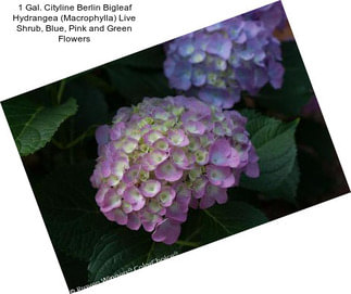 1 Gal. Cityline Berlin Bigleaf Hydrangea (Macrophylla) Live Shrub, Blue, Pink and Green Flowers