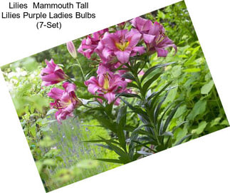 Lilies  Mammouth Tall Lilies Purple Ladies Bulbs (7-Set)