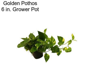 Golden Pothos 6 in. Grower Pot