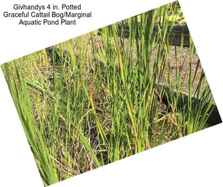 Givhandys 4 in. Potted Graceful Cattail Bog/Marginal Aquatic Pond Plant