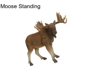 Moose Standing