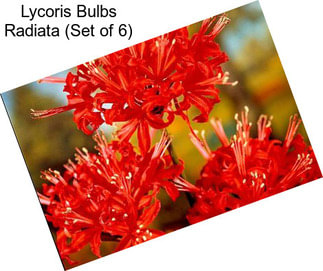 Lycoris Bulbs Radiata (Set of 6)