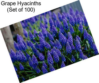Grape Hyacinths (Set of 100)