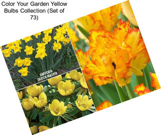 Color Your Garden Yellow Bulbs Collection (Set of 73)