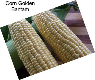 Corn Golden Bantam