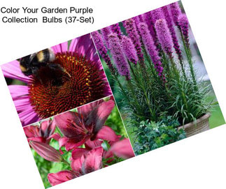 Color Your Garden Purple  Collection  Bulbs (37-Set)